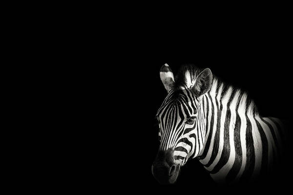 Black Color Poster featuring the photograph Zebra Portrait In Black Background by George Pachantouris