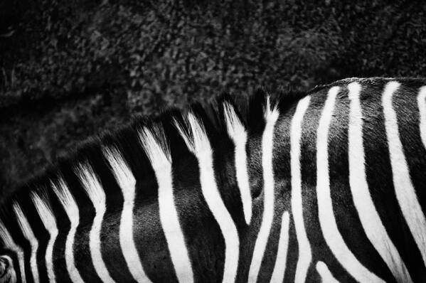 Nature Poster featuring the photograph Zebra Stripes by Joan Herwig