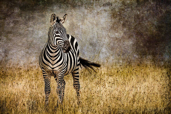 Africa Poster featuring the photograph Zebra Tail Flick by Mike Gaudaur