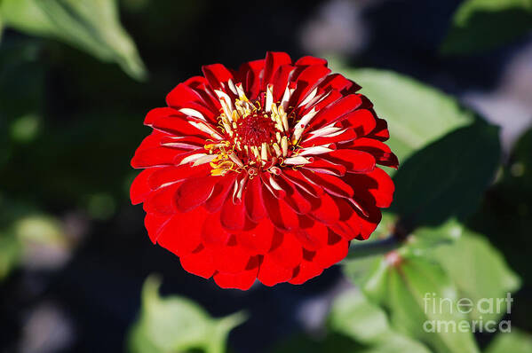 Zinnia Poster featuring the photograph Zinnia Red Flower Floral Decor Macro Closeup by Shawn O'Brien