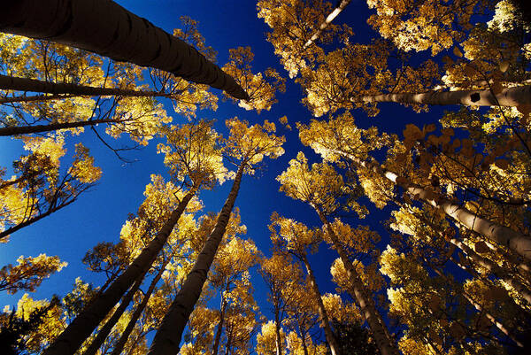 Red River Poster featuring the photograph Aspens At Middlefork by Ron Weathers