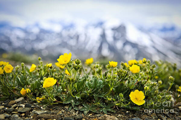 Alpine Poster featuring the photograph Alpine meadow in Jasper National Park 4 by Elena Elisseeva