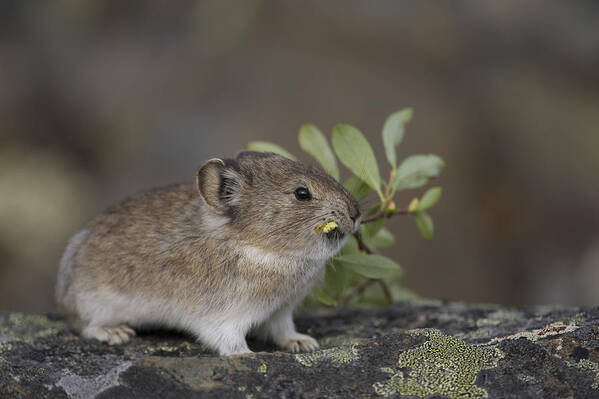 Mp Poster featuring the photograph American Pika Ochotona Princeps by Michael Quinton