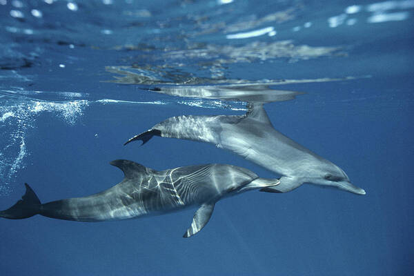 00088165 Poster featuring the photograph Atlantic Spotted Dolphin Pair Bahamas #1 by Flip Nicklin