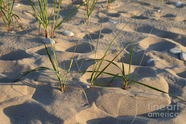 Sand Poster featuring the photograph Beach Grass #1 by Ted Kinsman