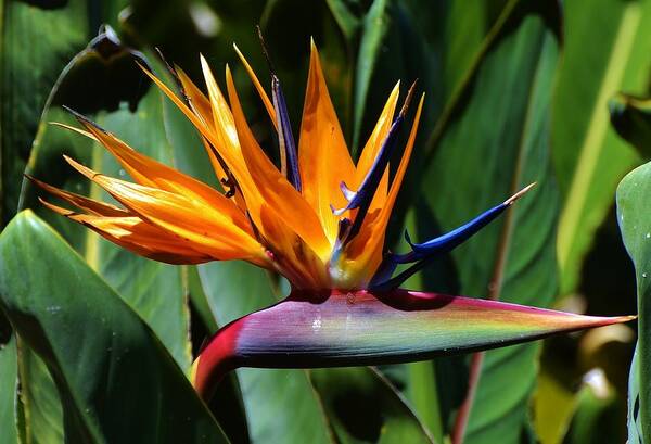 Flower Poster featuring the photograph Bird of Paradise #1 by Bill Hosford