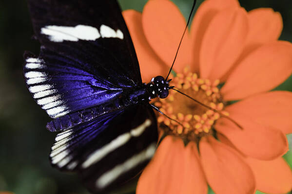 Blue And White Longwing Poster featuring the photograph Blue and White Longwing #1 by Perla Copernik