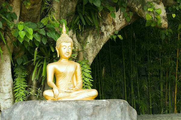 Beautiful Poster featuring the photograph Buddha statue under green tree in meditative posture #1 by U Schade