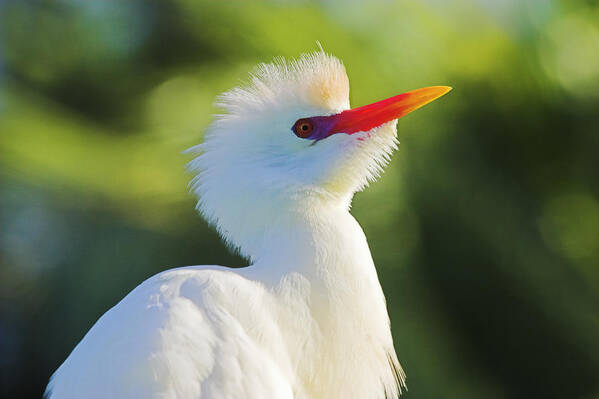 Cattle Egret Poster featuring the photograph Cattle Egret-2-St Lucia #1 by Chester Williams