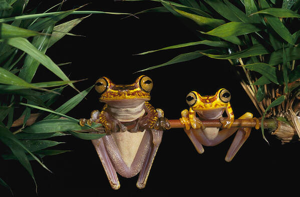 Mp Poster featuring the photograph Chachi Tree Frog Hyla Picturata Pair #1 by Pete Oxford