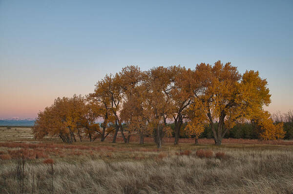 Hdr Poster featuring the photograph Cottonwood Grove by Monte Stevens