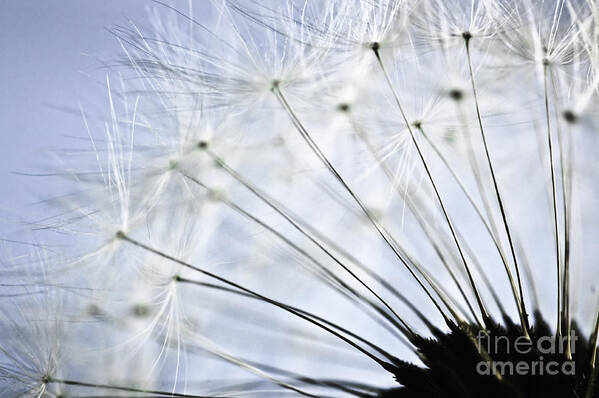 Dandelion Poster featuring the photograph Dandelion by Elena Elisseeva