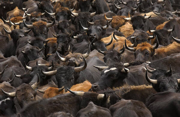 Mp Poster featuring the photograph Domestic Cattle Bos Taurus Being Herded #1 by Pete Oxford