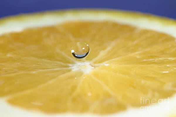 Water Poster featuring the photograph Drip Over An Orange #1 by Ted Kinsman
