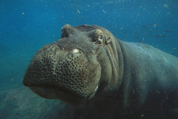 Mp Poster featuring the photograph East African River Hippopotamus #1 by San Diego Zoo