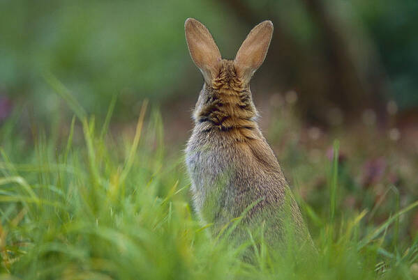 Mp Poster featuring the photograph European Rabbit Oryctolagus Cuniculus #1 by Cyril Ruoso