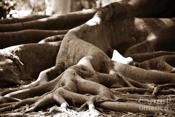 Roots Of Fig Tree Shot Low In Sepia. Poster featuring the photograph Fig Tree Roots #1 by Angela Murray