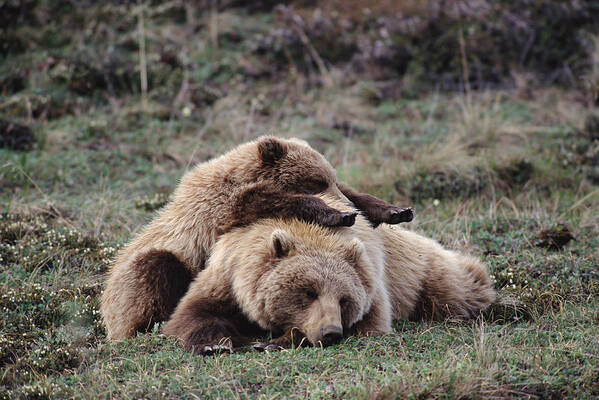 Mp Poster featuring the photograph Grizzly Bear Ursus Arctos Horribilis #1 by Michael Quinton