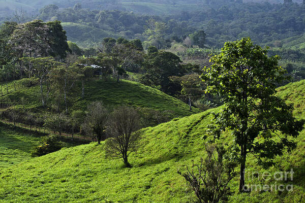 Nature Poster featuring the photograph Hillside in Chiriqui #1 by Heiko Koehrer-Wagner