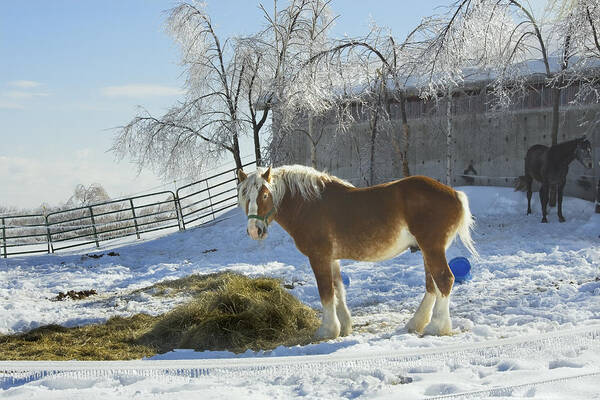 Horse Poster featuring the photograph Horse On Maine Farm After Snow And Ice Storm #1 by Keith Webber Jr