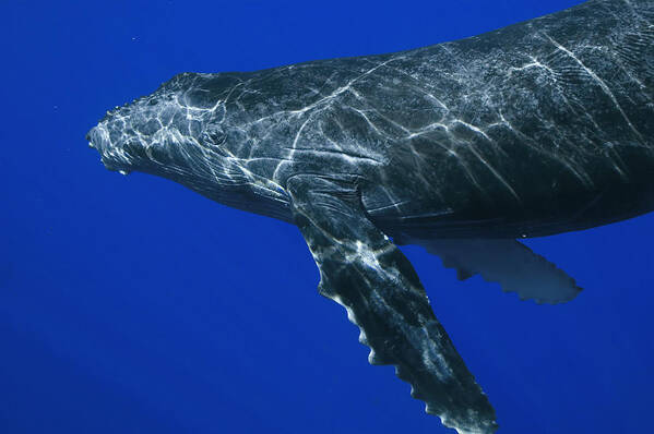 00999125 Poster featuring the photograph Humpback Whale Maui Hawaii #1 by Flip Nicklin