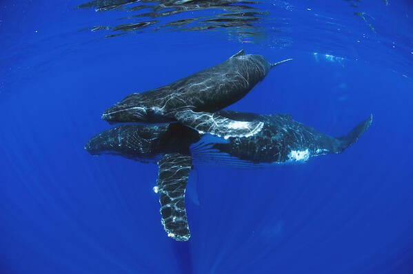 00999167 Poster featuring the photograph Humpback Whale Mother And Yearling Maui #1 by Flip Nicklin