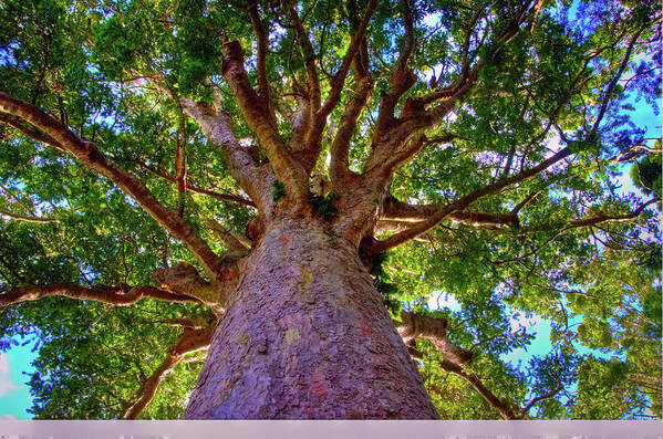 Kauri Tree Poster featuring the photograph Kauri Tree #1 by Harry Strharsky