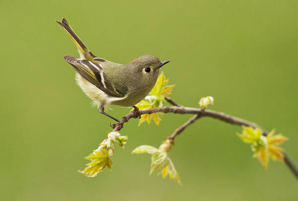 Ruby Poster featuring the photograph Kinglet #1 by Mircea Costina Photography