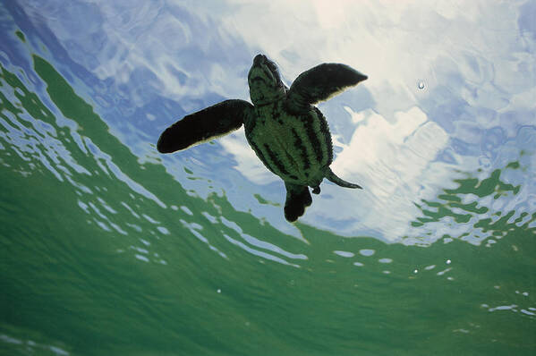 Mp Poster featuring the photograph Leatherback Sea Turtle Dermochelys #1 by Mike Parry