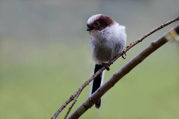 Long Tailed Tits Poster featuring the photograph Long tailed tit #1 by Gavin Macrae