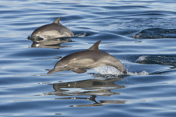 00447973 Poster featuring the photograph Longbeaked Common Dolphins Porpoising #1 by Suzi Eszterhas