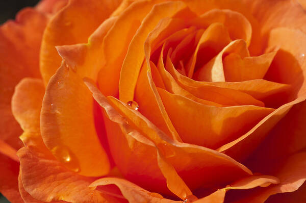 Orange Rose Poster featuring the photograph Orange Rose #1 by Steve Purnell