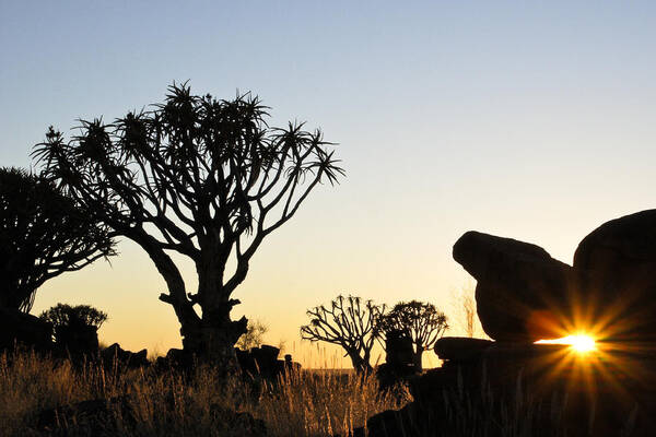 Africa Poster featuring the photograph Quivertree Sunrise #1 by Michele Burgess