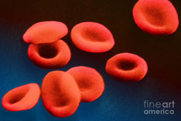 Scanning Electron Micrograph Poster featuring the photograph Red Blood Cells #1 by Omikron