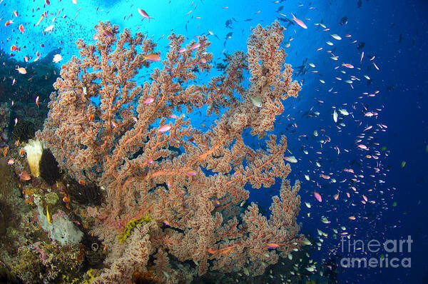 Anthozoa Poster featuring the photograph Reef Scene With Sea Fan, Papua New #1 by Steve Jones