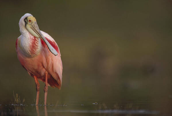 00171405 Poster featuring the photograph Roseate Spoonbill Adult In Breeding #1 by Tim Fitzharris