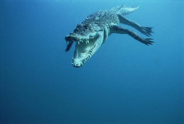 00700396 Poster featuring the photograph Saltwater Crocodile Crocodylus Porosus by Mike Parry