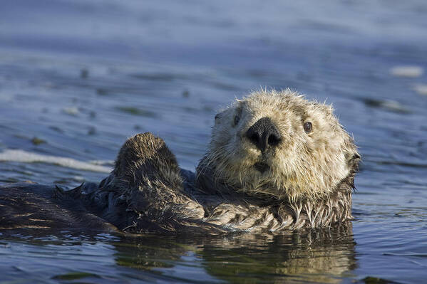 00438534 Poster featuring the photograph Sea Otter Monterey Bay California #1 by Suzi Eszterhas