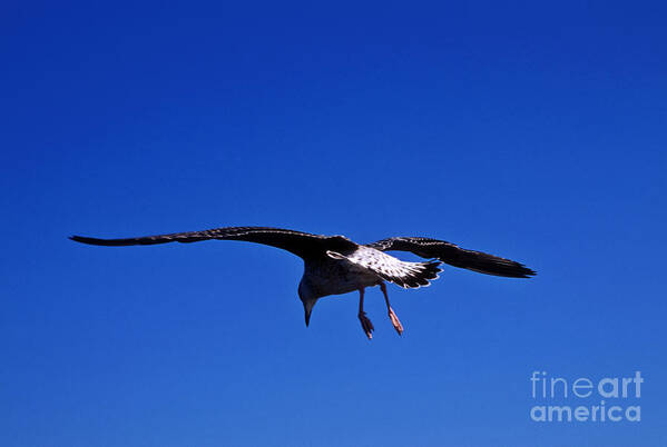 Animal Poster featuring the photograph Seagull in flight #1 by John Greim
