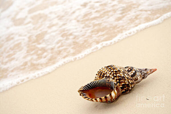 Seashell Poster featuring the photograph Seashell and ocean wave 3 by Elena Elisseeva