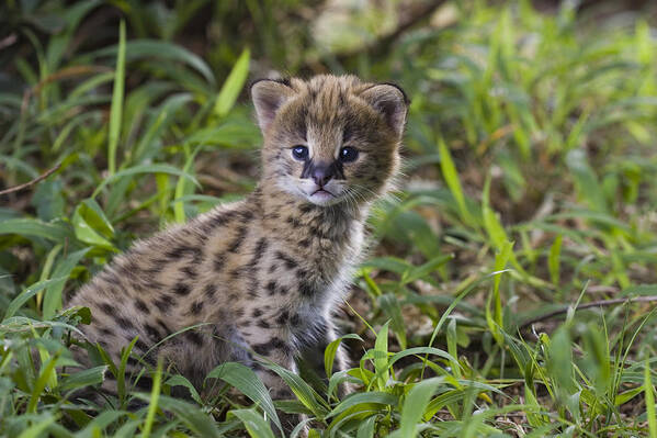 00761927 Poster featuring the photograph Serval Kitten Masai Mara Reserve Kenya #1 by Suzi Eszterhas