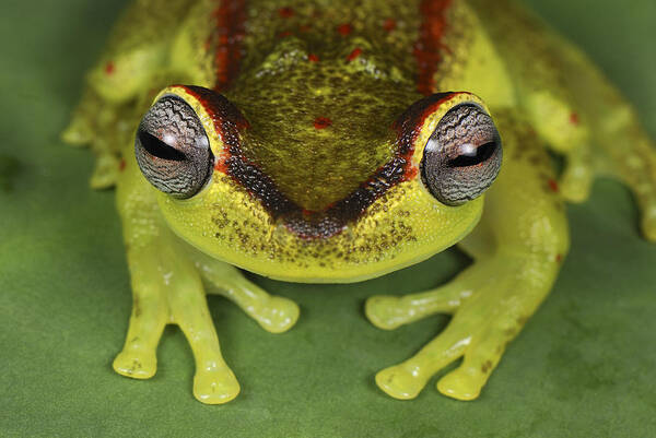 Mp Poster featuring the photograph Tree Frog Hyla Rubracyla At Night #1 by Thomas Marent