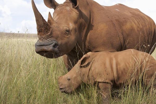 Mp Poster featuring the photograph White Rhinoceros Ceratotherium Simum #1 by Matthias Breiter