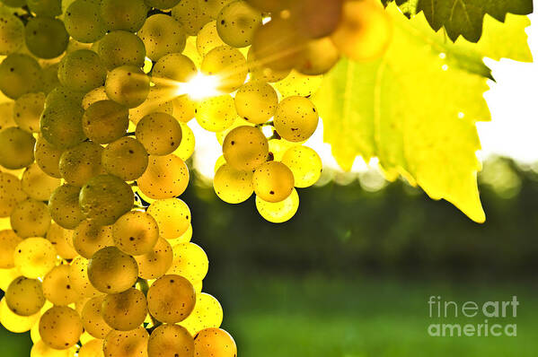 Grape Poster featuring the photograph Yellow grapes in low sun by Elena Elisseeva