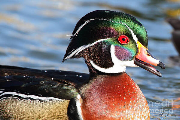 Male Wood Duck Poster featuring the photograph Male Wood Duck #10 by Steve Javorsky