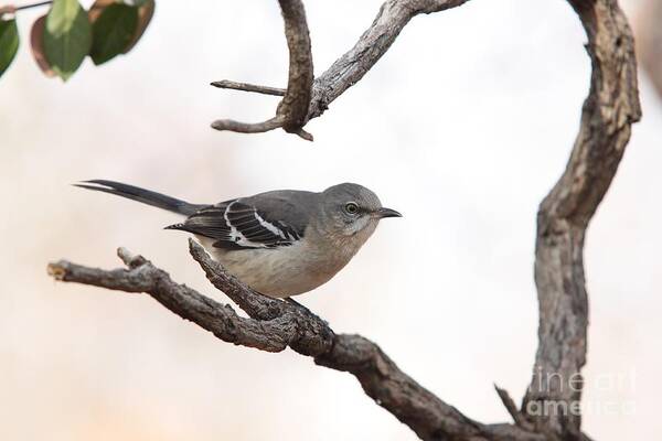 Nature Poster featuring the photograph Northern Mockingbird #10 by Jack R Brock