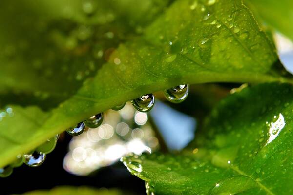 Close Up; Raindrops; Green; Leaf; Reflection; Nature; Plant; Garden; Water; Wet; Droplets; Background; Decorative; Clear; Poster featuring the photograph Raindrop on leaf #12 by Werner Lehmann