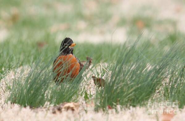 Nature Poster featuring the photograph American Robin #14 by Jack R Brock