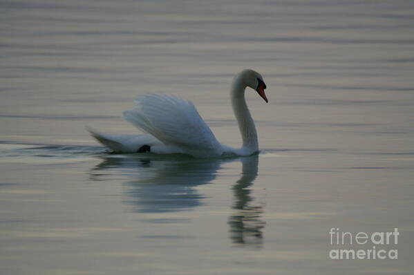 Nature Poster featuring the photograph Swan #14 by Odon Czintos