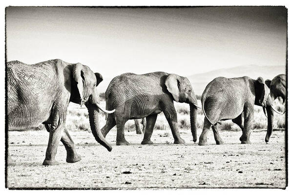 Africa Poster featuring the photograph African Elephant in the Masai Mara #3 by Perla Copernik